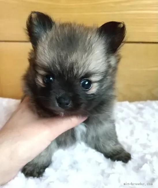 ID：2105-00730の子犬