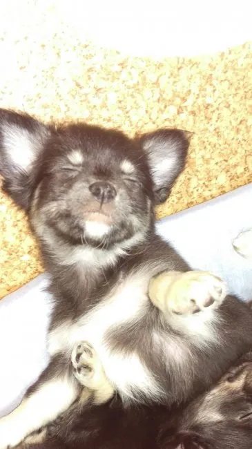 ID:1605-00890の子犬