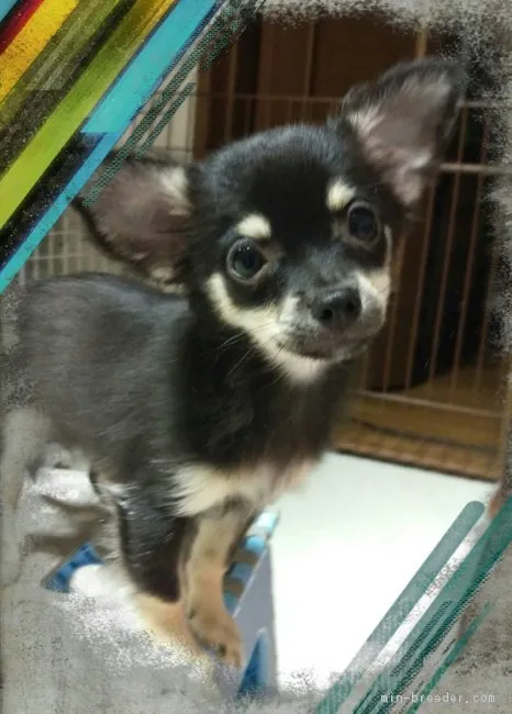 ID：1707-00139の子犬