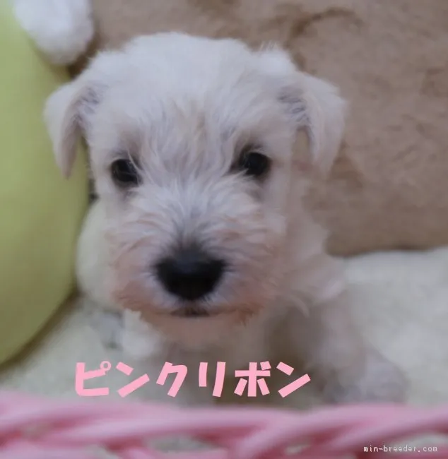 ID：1810-00059の子犬