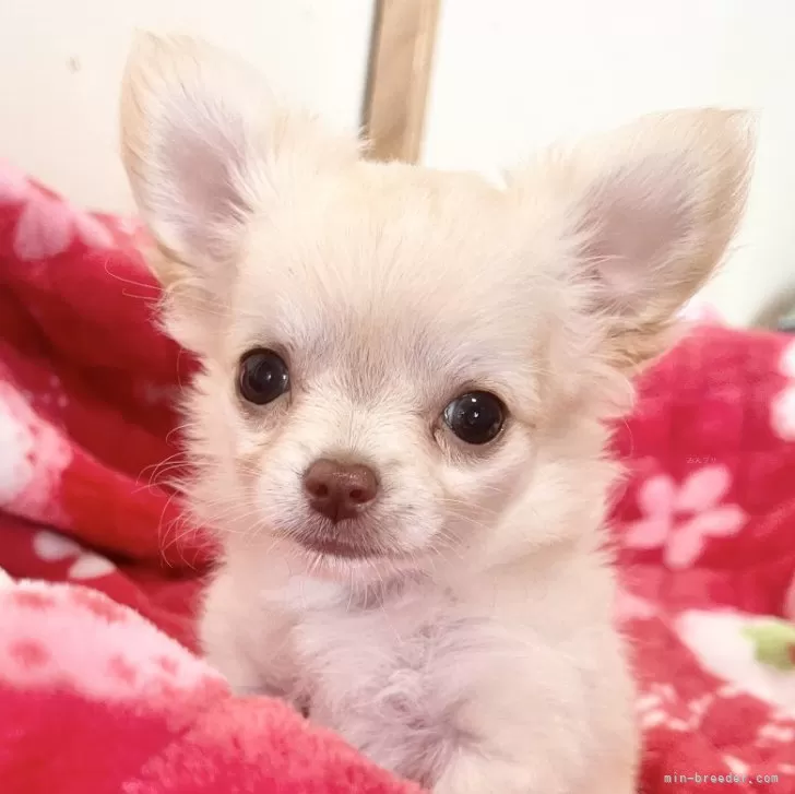 ID:2407-00913の子犬