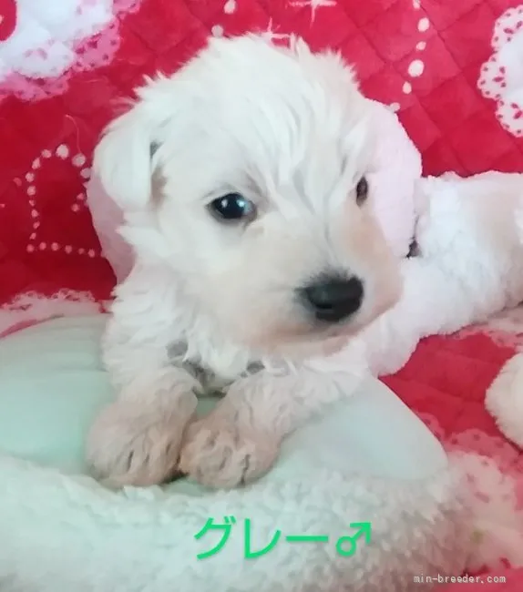 ID：2205-00523の子犬