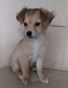 ID:1608-01911の子犬