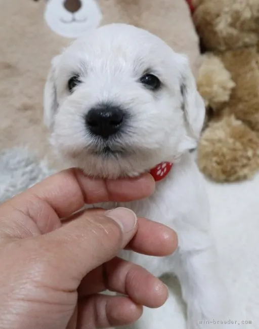 ID：1901-00157の子犬