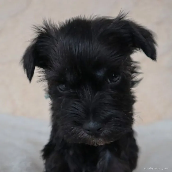 ID：2311-05255の子犬