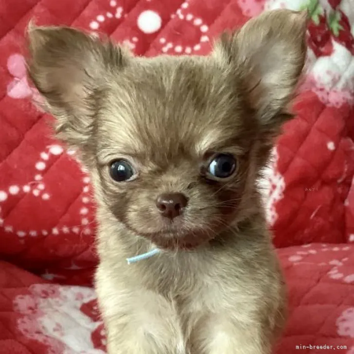 ID：2310-01042の子犬