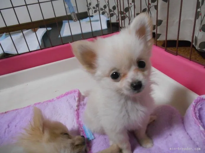 ID：1508-01842の子犬