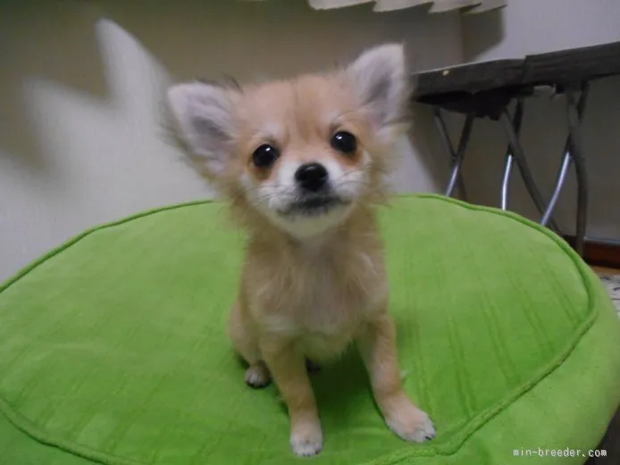 ID：1509-00030の子犬