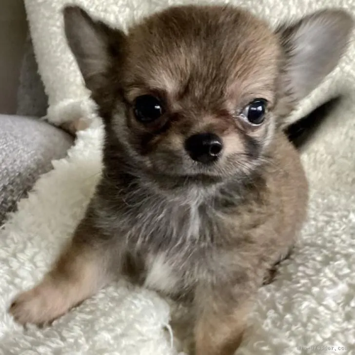 ID：2207-04452の子犬