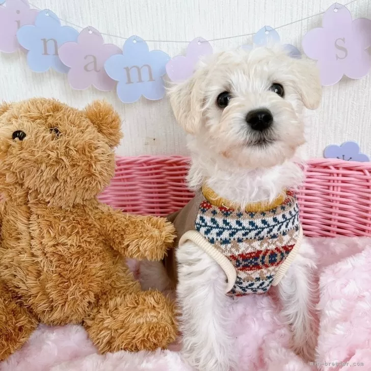 ID：2401-07139の子犬