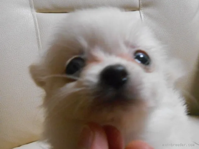ID：1508-01838の子犬
