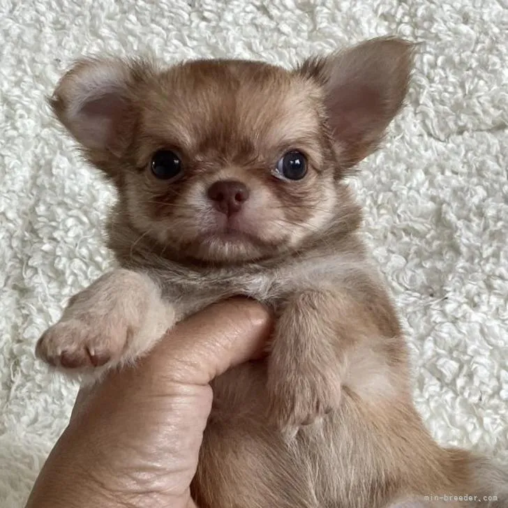 ID:2207-04618の子犬