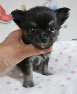 チワワ(父犬)とポメチワ(母犬)のミックス犬【北海道・男の子・2019年7月19日・ブラックタン】の写真「くまさんみたいな可愛いお顔のMIX犬です＾＾」