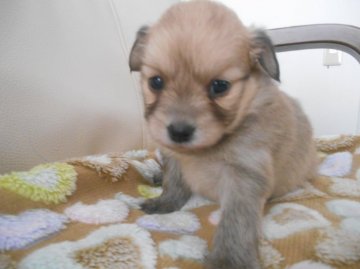 ポメ(父犬)とチワックス(母犬)のMIX犬です!【北海道・女の子・2015年12月28日・フォ-ン】の写真「おっとりした可愛いお顔の女の子ですよ～！」