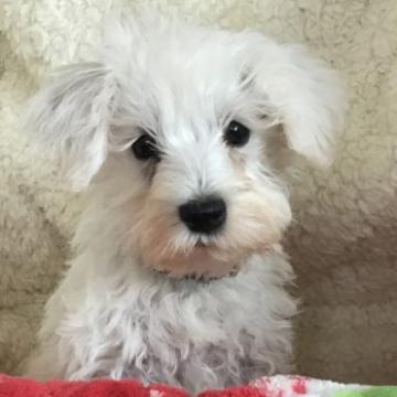 ミニチュアシュナウザー【北海道・男の子・2022年4月5日・ホワイト】の写真「ホワイトの両親から生まれたナチュラルテールのシュナ」