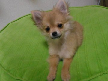 父犬(白ポメ)と母犬(チワワ)のポメチワです!【北海道・女の子・2015年8月2日・フォ-ン】の写真「お目の可愛い元気な女の子です！」