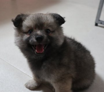 父犬(チワワ)と母犬(ポメラニアン)のチワポメです【北海道・男の子・2018年6月12日・フォ-ン系】の写真「ポメ寄りのMIX犬❣モコモコ可愛いです＾＾」
