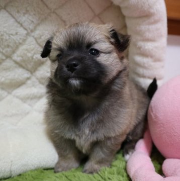 父犬(チワワ)と母犬(ポメラニアン)のチワポメです【北海道・男の子・2017年12月6日・フォ-ン系】の写真「ポメ寄りのMIX犬です＾＾とっても可愛いお顔です＾」