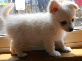 父・ポメラニアン、母・チワックス【北海道・女の子・2015年3月14日・クリ-ム】の写真「クリ－ム色のフワフワ毛・目もポメの様です！」