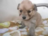 ポメ(父犬)とチワックス(母犬)のMIX犬です!【北海道・女の子・2015年12月28日・フォ-ン】の写真1「おっとりした可愛いお顔の女の子です～！」