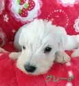 ミニチュアシュナウザー【北海道・男の子・2022年4月5日・ホワイト】の写真3