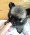 父犬(チワワ)と母犬(ポメラニアン)のチワポメです【北海道・女の子・2021年4月11日・フォ-ン系(オレンジセ-ブル)】の写真4