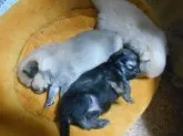 ポメ(父犬)とチワックス(母犬)のMIX犬です!【北海道・女の子・2015年12月28日・フォ-ン】の写真4「3兄弟です！」