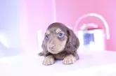 ミニチュアダックスフンド(ロング)【愛知県・男の子・2025年7月8日・チョコタン】の写真12