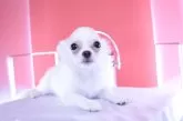 チワワ(ロング)【愛知県・男の子・2025年4月12日・ホワイトクリーム】の写真15
