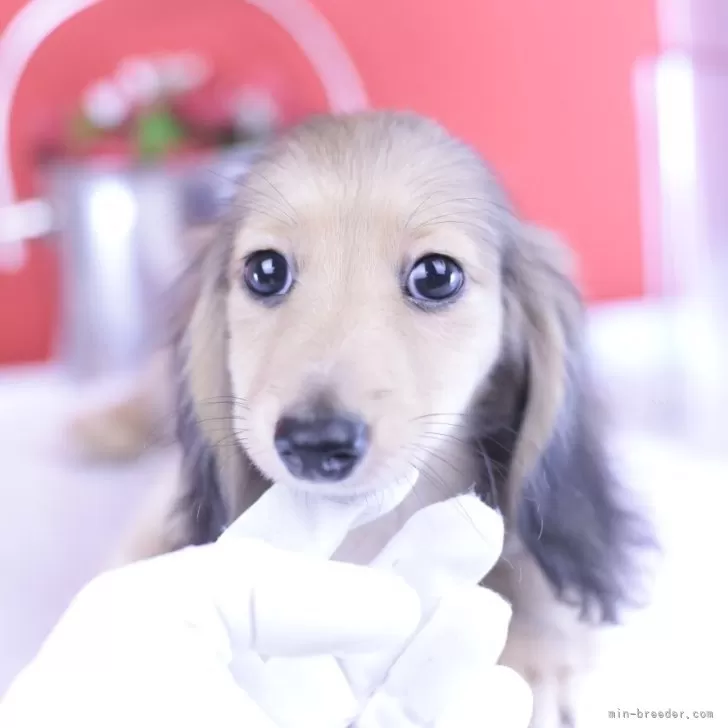 ヨコイ 様のお迎えした子犬