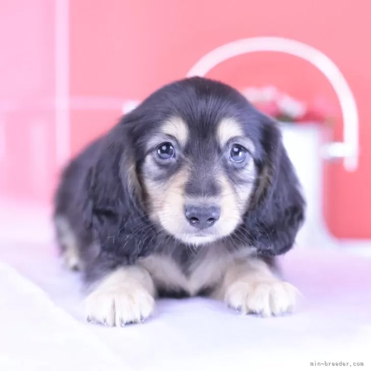ID：2505-05715の子犬