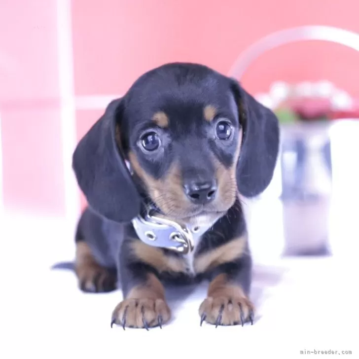 C.Ｉ 様のお迎えした子犬