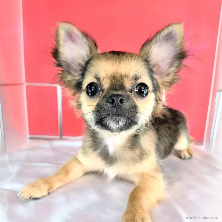 ID：2411-06035の子犬