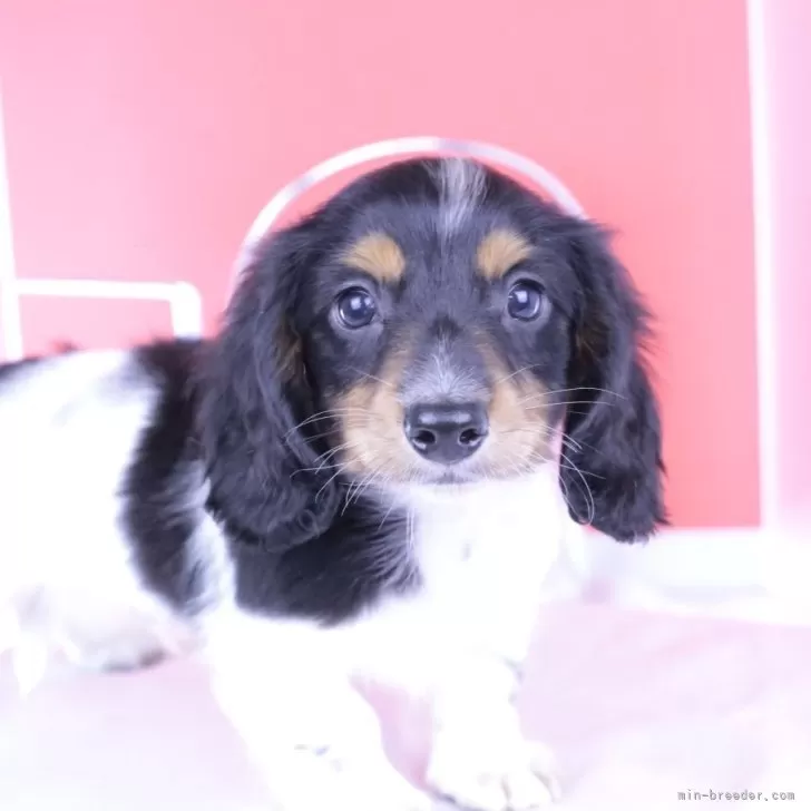 たぁぼう 様のお迎えした子犬