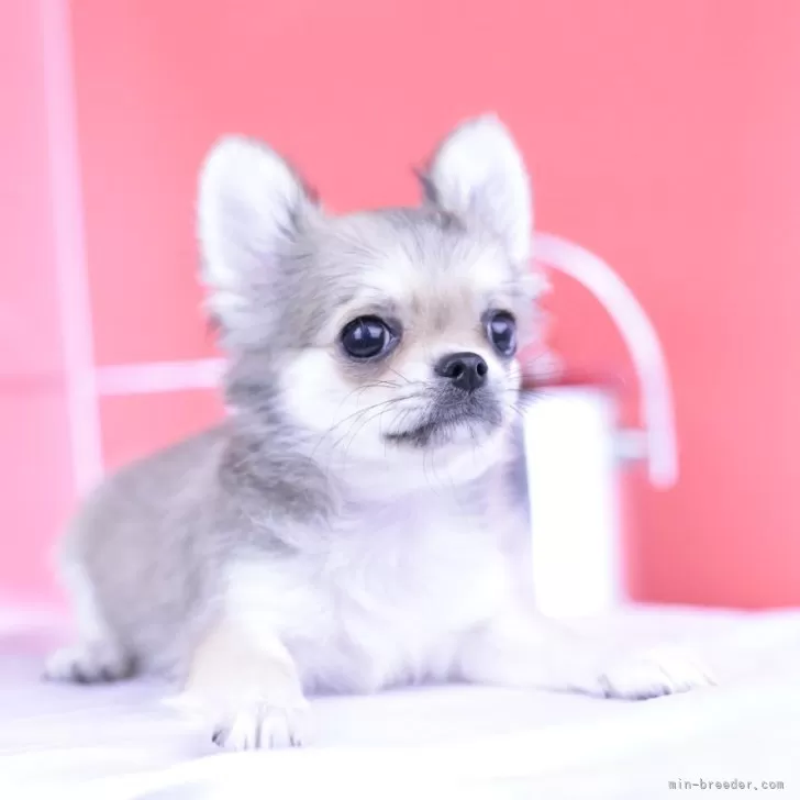 ID:2505-04530の子犬