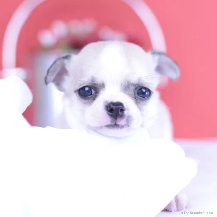 ID：2505-06032の子犬
