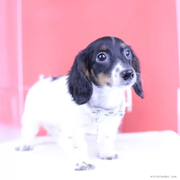 ID：2504-02946の子犬