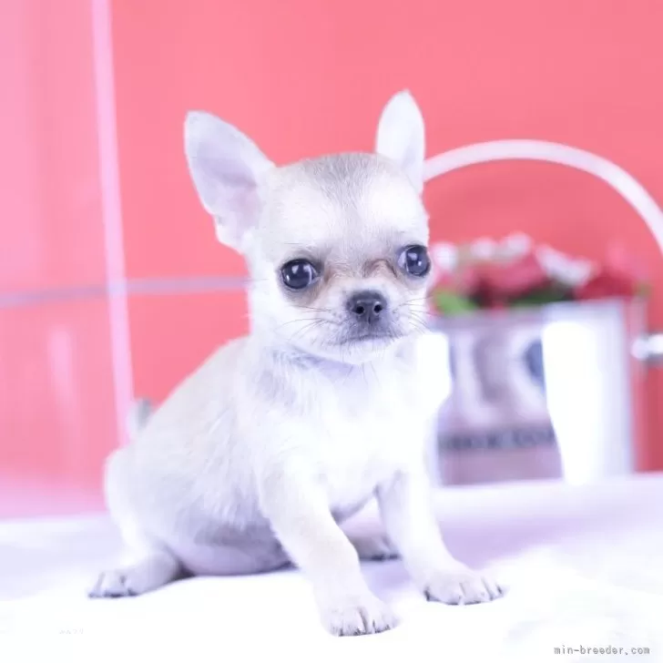 ID:2505-04529の子犬