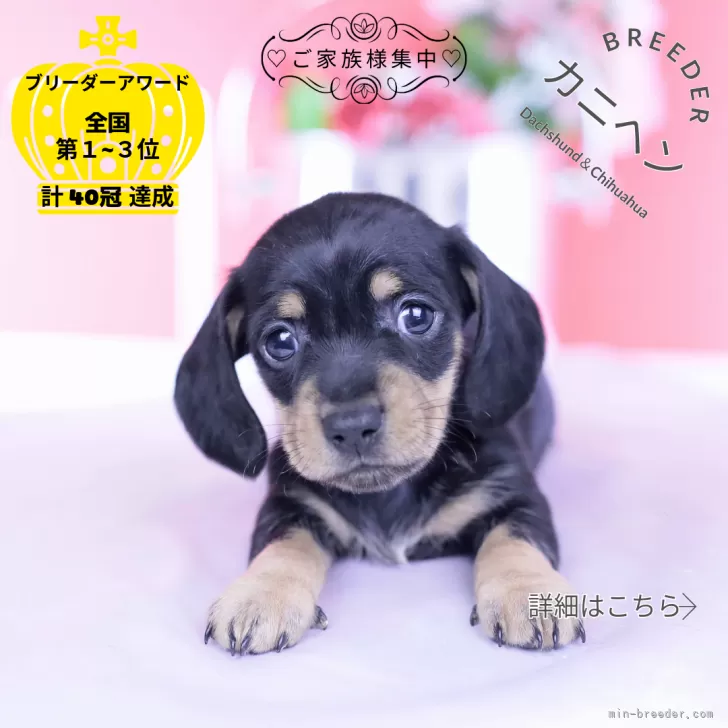 カニンヘンダックスフンド(スムース)【愛知県・男の子・2025年11月30日・ブラックイエロー】の写真1