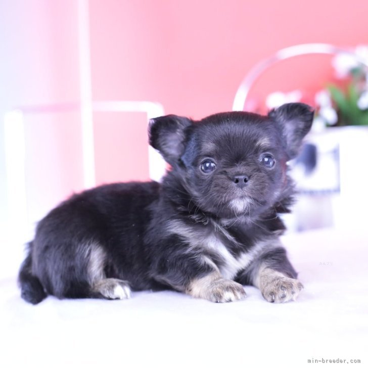 ブリーダー画像