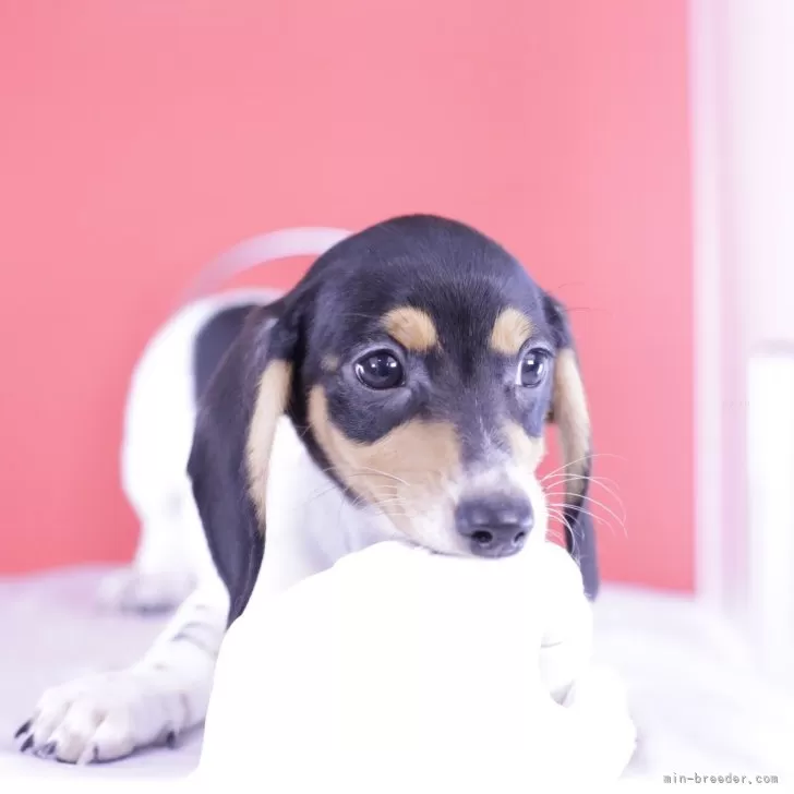 ID:2409-07483の子犬