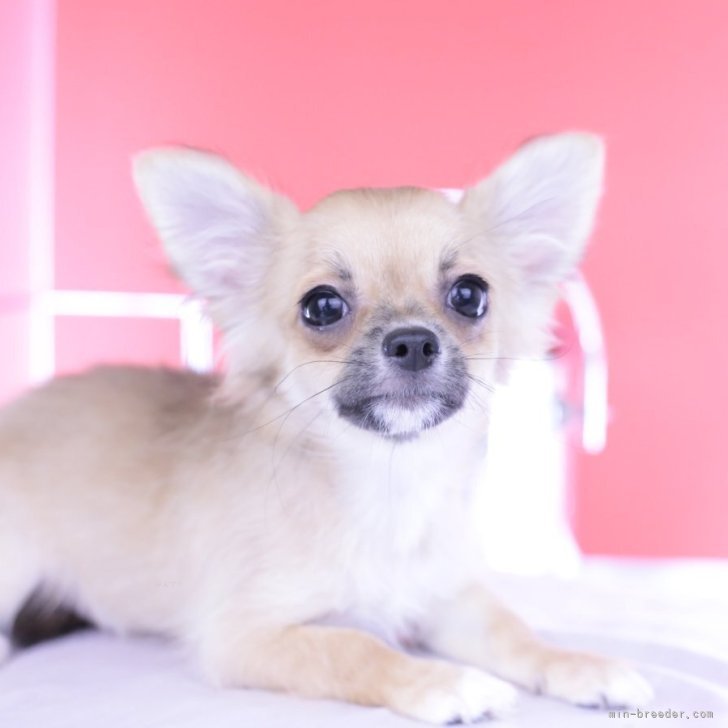 ブリーダー画像