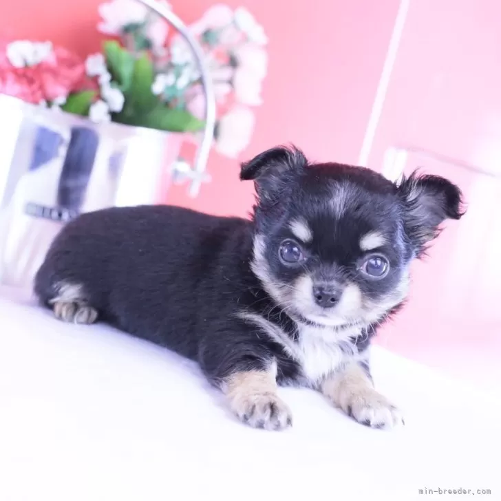 チワワ(ロング)【愛知県・女の子・2025年10月9日・ブラック&amp;ホワイト】の写真1