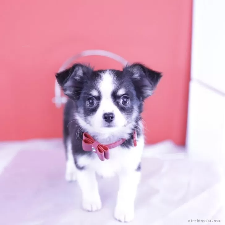 ID：2502-03509の子犬