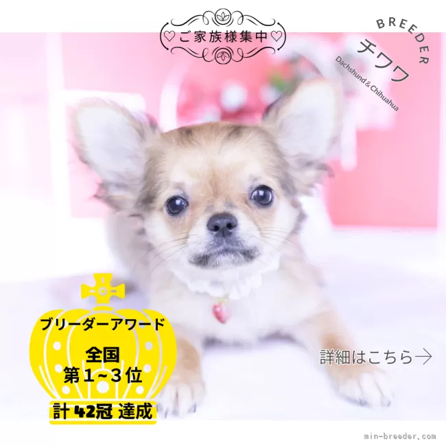 チワワ(ロング)【愛知県・女の子・2025年11月17日・レッド】の写真1