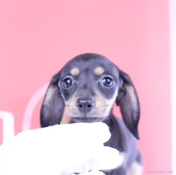 ID：2508-01412の子犬