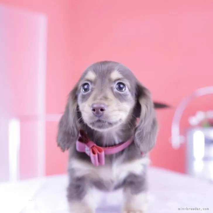 ID：2502-02912の子犬