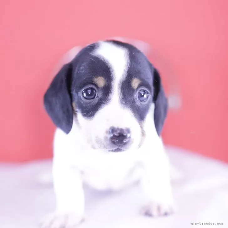 ID:2412-03781の子犬