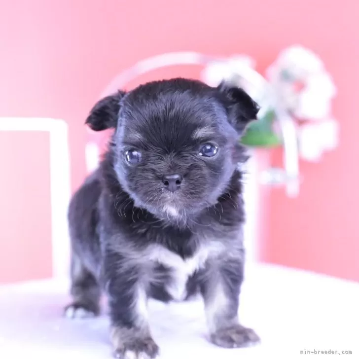 チワワ(ロング)【愛知県・女の子・2025年10月17日・ブラックタンホワイト】の写真1