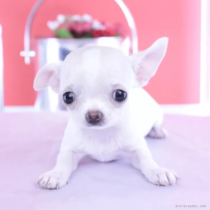 ID:2508-03457の子犬